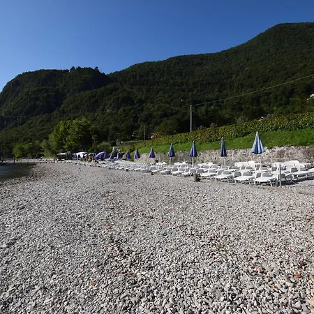 Mimosa Bellagio Wild Flowers Oliveto Lario