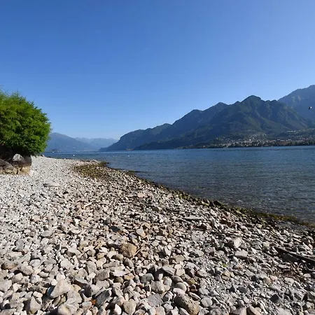 Mimosa Bellagio Wild Flowers Vila